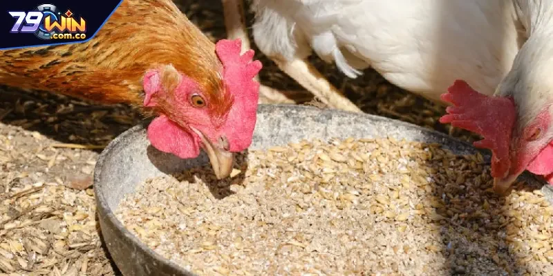 Cách Nuôi Gà Đá Chân Mạnh Trong 21 Ngày Cực Kỳ Hiệu Quả 4 Giai đoạn nạp tinh bột cực kỳ quan trọng