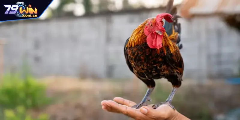 Cách Nuôi Gà Đá Chân Mạnh Trong 21 Ngày Cực Kỳ Hiệu Quả 2 Hai nguyên tắc người chăm kê chiến phải nhớ