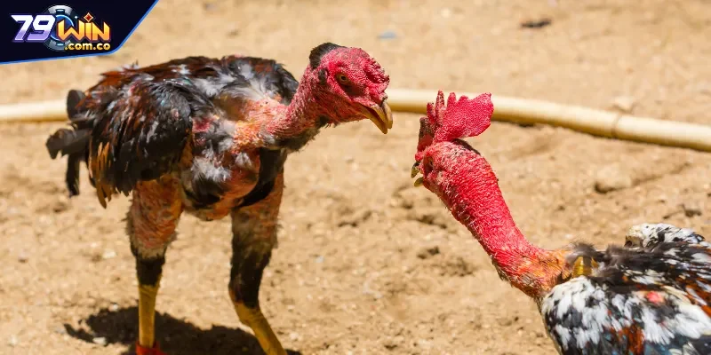 Luật Đá Gà Ba Miền - Quy Định Cơ Bản, Đặc Điểm Từng Khu Vực 3 Quy định luật đá gà ở khu vực miền Bắc